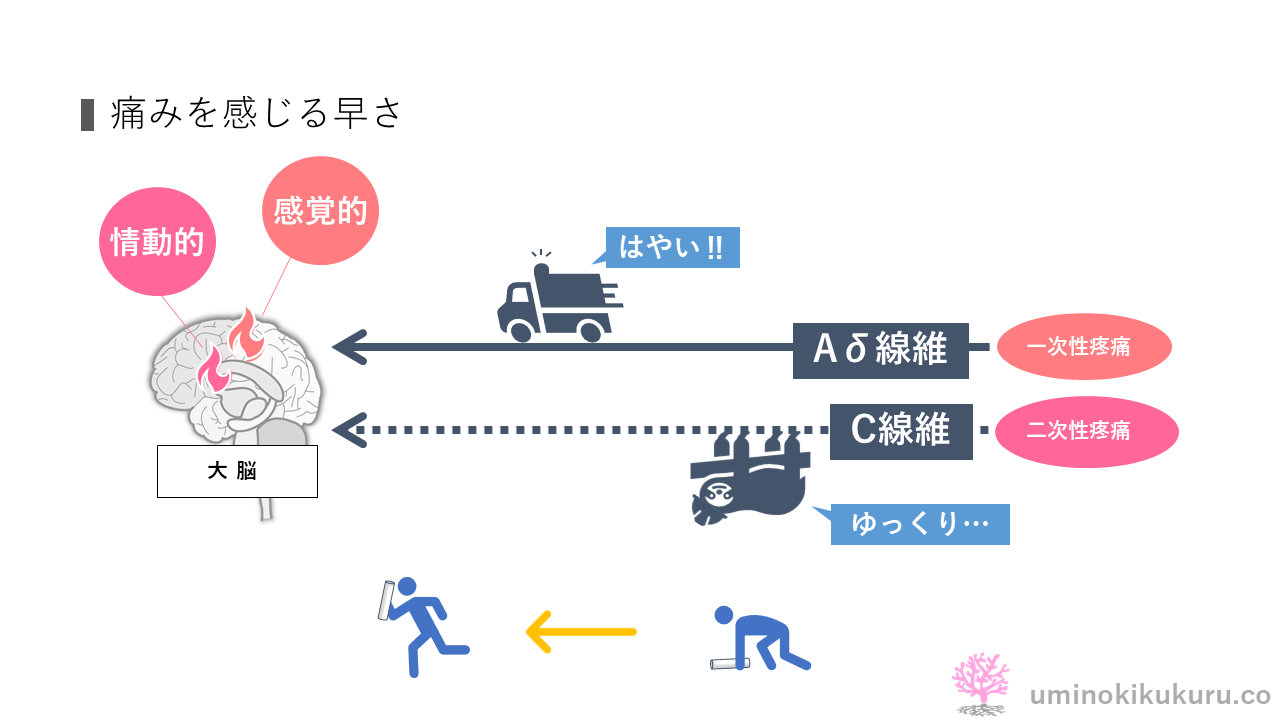 痛みの速さ