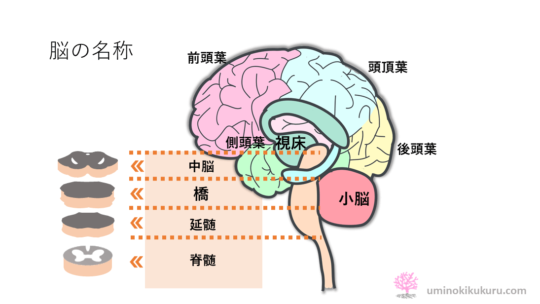 脳の名称