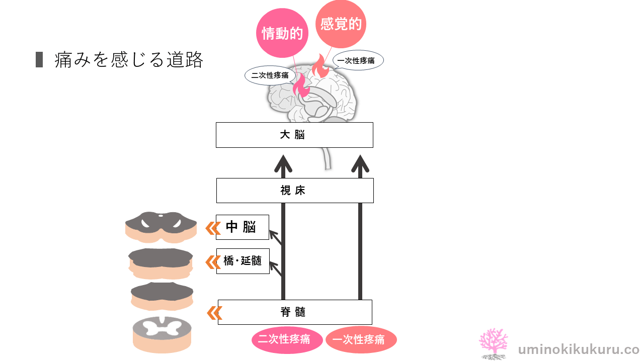 痛みの通路